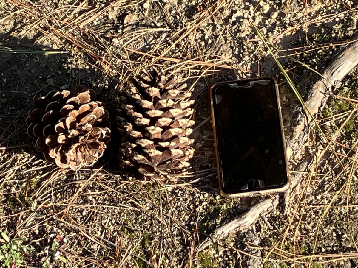 この広場で大きな松ぼっくりを見つけました。大きさはスマホと同じくらいです。大きさに驚きました。