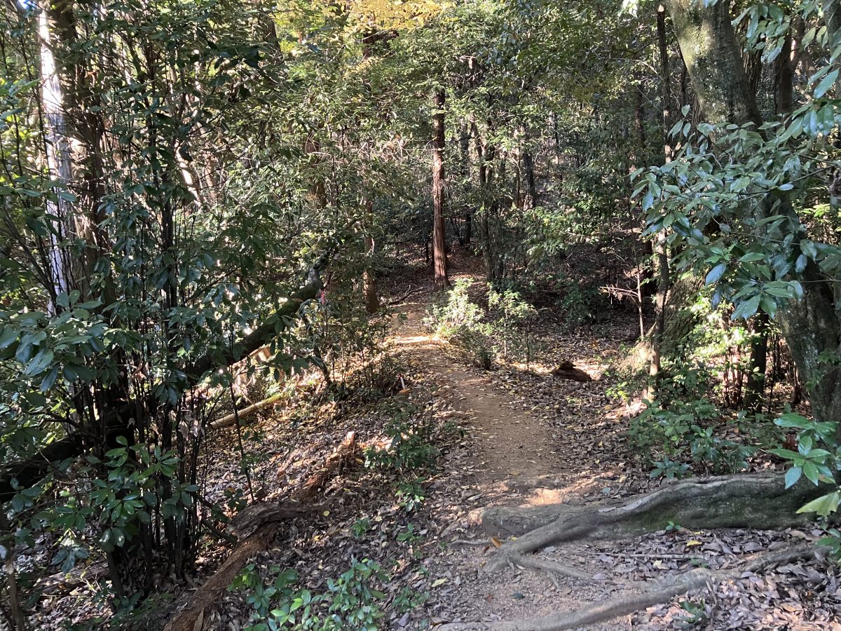 この広場からさらに20段ほど階段を登るとさらに山の中へ。歩いても歩いても山道でゴールがわからなかったため途中で下山しました。山道なので動きやすい服装でお出かけください。絶景が見られること間違いなし。