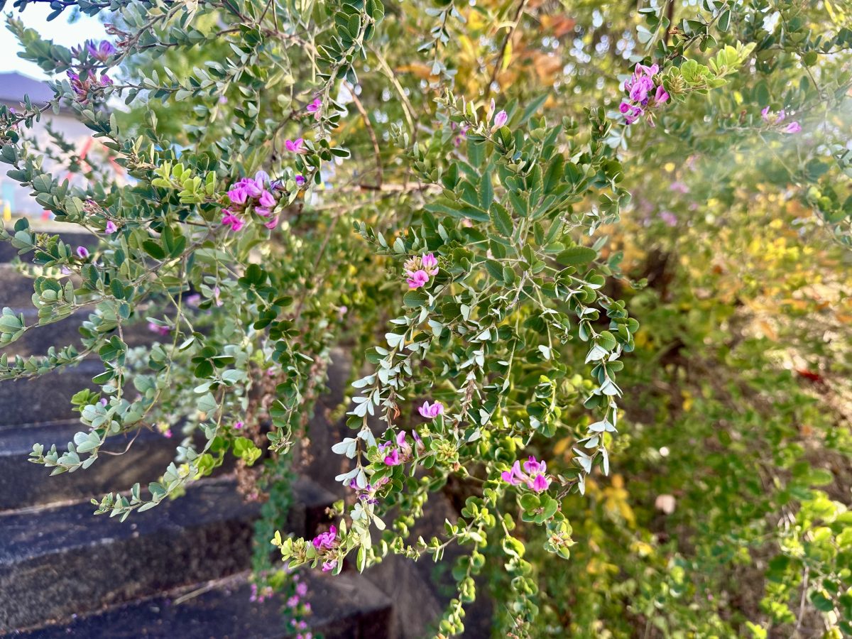 園内の低木にはやさしい色の小さな花