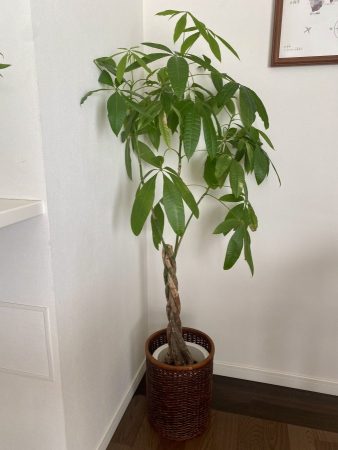 ずっと探していた鉢カバーに巡り会えた