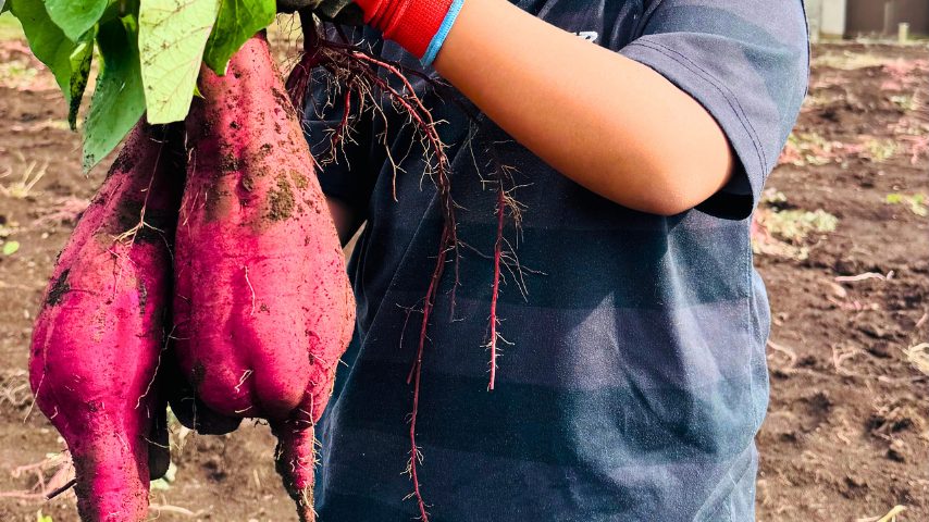 【柏市】11/12さつまいも詰め放題!?松戸・柏・流山の若手農家が作る野菜販売会!