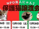 【柏市】【流山市】2025年12月のねこ情報～12/6(土),13(土),20(土) 保護猫譲渡会 by NPO法人にゃん2