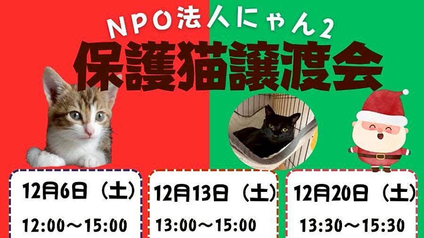 【柏市】【流山市】2025年12月のねこ情報～12/6(土),13(土),20(土) 保護猫譲渡会 by NPO法人にゃん2