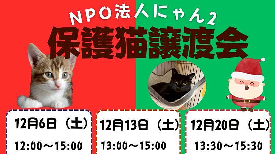 【柏市】【流山市】2025年12月のねこ情報～12/6(土),13(土),20(土) 保護猫譲渡会 by NPO法人にゃん2