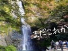 【箕面市】滝道の紅葉はまだ始まり。11月15日のようすをちらっとレポ