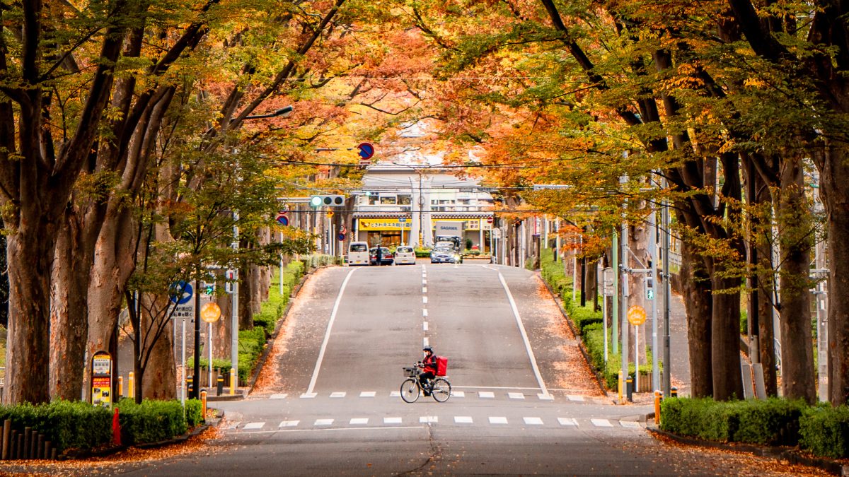【松戸市】ジモトの風景 〜紅葉のトンネルを歩こう。常盤平けやき通りへ〜