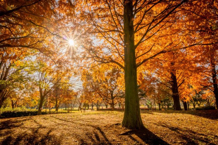 【柏市】ジモト風景 〜落ち葉の絨毯が広がる森で一息。柏の葉公園へ〜