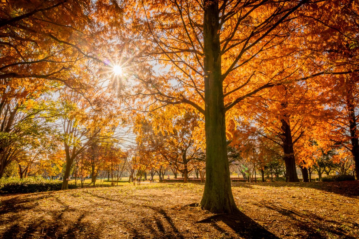 【柏市】ジモト風景 〜落ち葉の絨毯が広がる森で一息。柏の葉公園へ〜