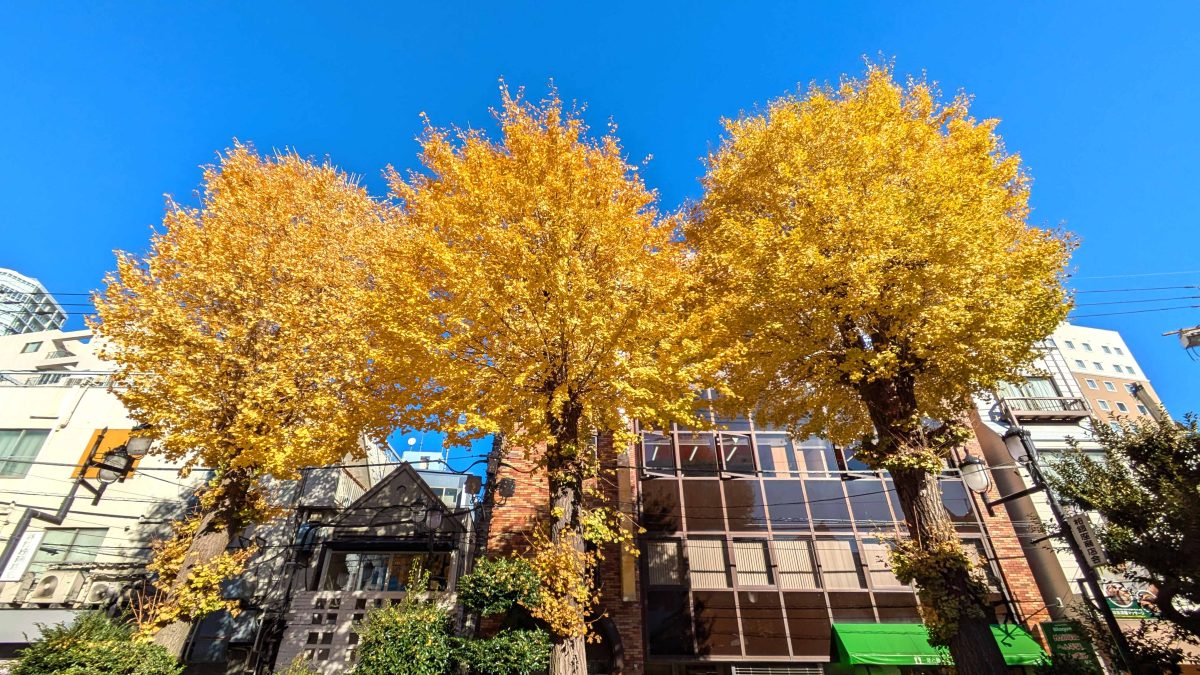 柏神社の黄葉。昨年(2024年)の大雪の頃。