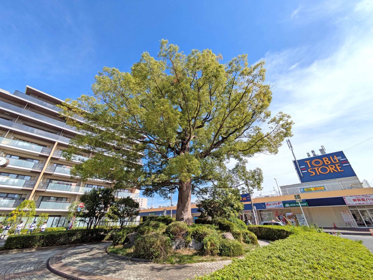 駅前広場の大樹