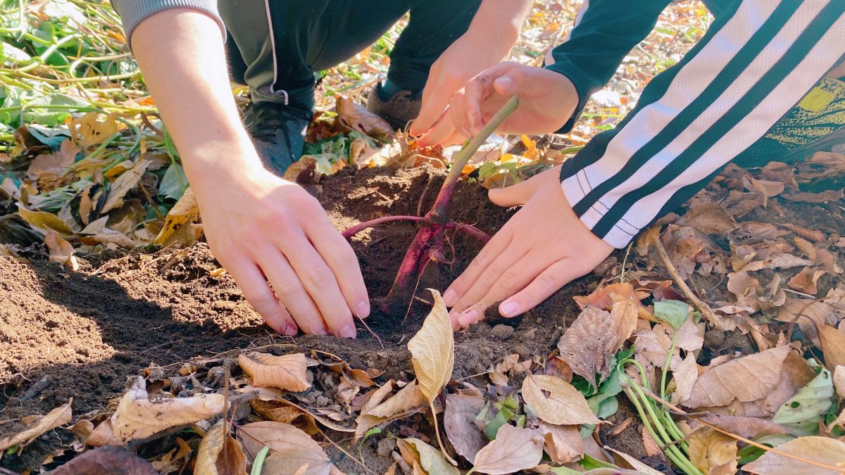 【流山市】まずは体験してほしい!『休日まなびテラス』で“さつまいも収穫”に参加して気づいた、子どもの伸びる瞬間とは?レポート