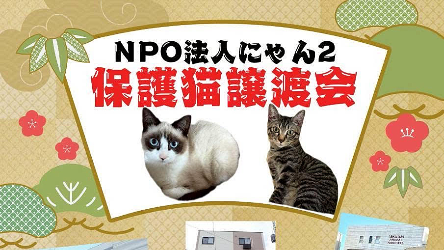 【柏市】【松戸市】2026年1月のねこ情報～1/10(土),17(土),24(土) 保護猫譲渡会 by NPO法人にゃん2