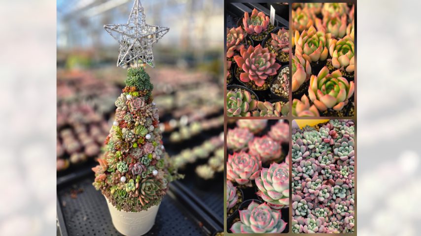 【我孫子市】大人気・多肉屋 a LITTLE FIELD が期間限定で出店！12/13(土)