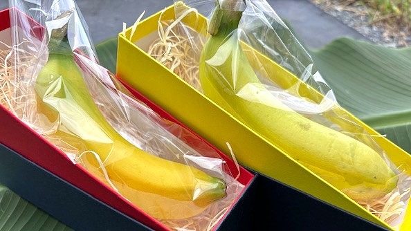 【高槻市】高槻産の完熟バナナが市内スーパーで発売中!豊かな香りと果実感のある食感をぜひ味わって