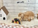 【堺】ふわふわモフモフ！大好き！うさぎ愛にあふれるカフェ「UPcafe（アップカフェ）」