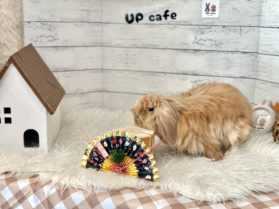 【堺】ふわふわモフモフ!大好き!うさぎ愛にあふれるカフェ「UPcafe(アップカフェ)」