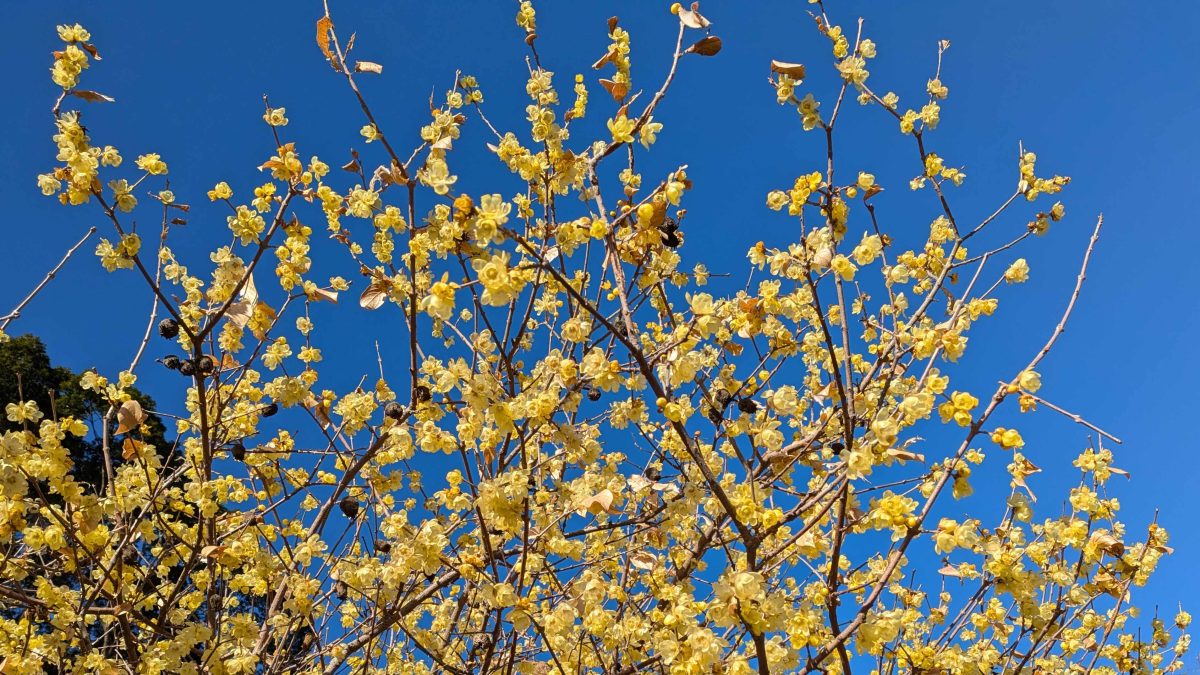 【柏市】令和8年2月4日(水)~2月18日(水) 二十四節気「立春」~2026年「立春大吉」「笑門来福」で運気アップ!~