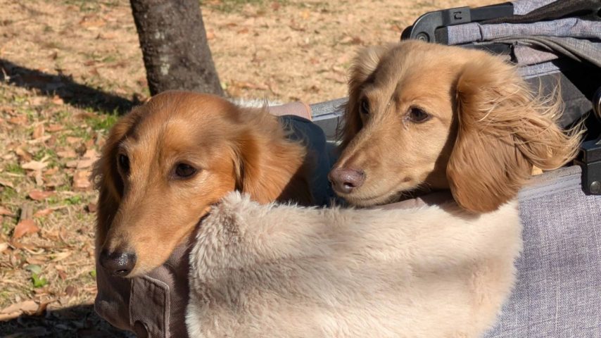 【柏市】あけぼの山農業公園「ロンドンドッグフェスティバル」訪問レポート