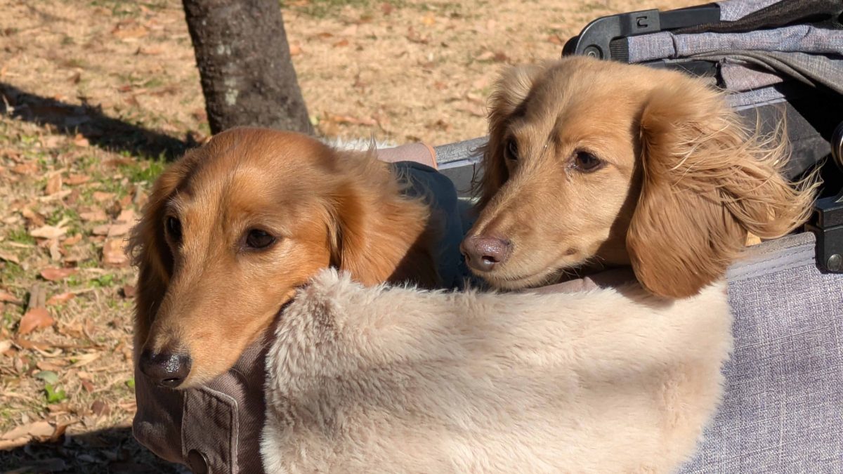 【柏市】あけぼの山農業公園「ロンドンドッグフェスティバル」訪問レポート