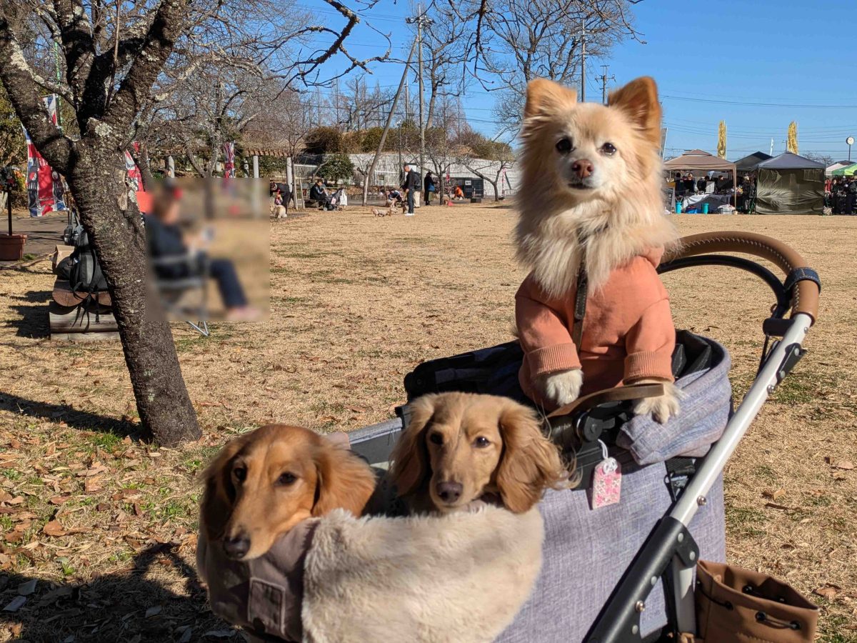 園内で出会ったワンちゃんたち