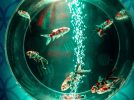 【七道】光で彩る金魚のアクアリウム 「イオンモール堺鉄砲町 aquarium」が2026年3月15日(日)まで開催中！