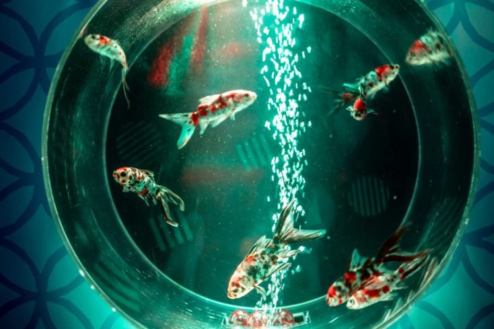 【七道】光で彩る金魚のアクアリウム 「イオンモール堺鉄砲町 aquarium」が2026年3月15日(日)まで開催中！