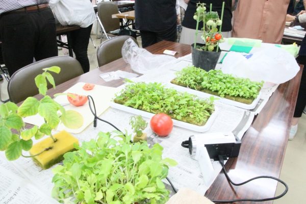 NHKでも放送された土を使わない家庭菜園