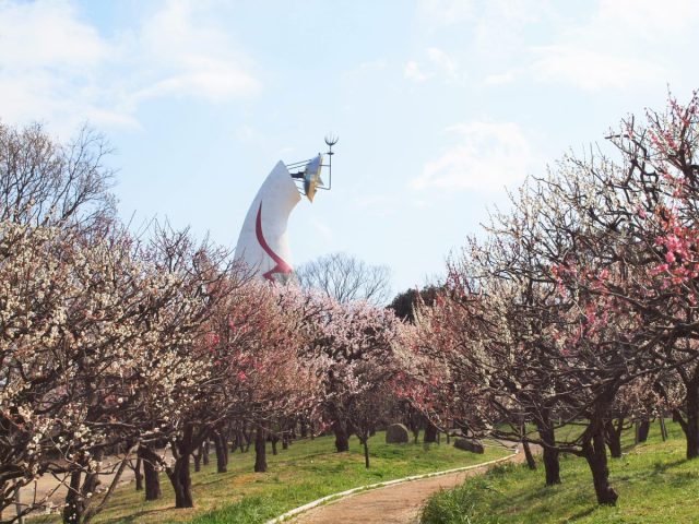 【吹田市】2月7日（土）～3月8日（日）、万博記念公園で「梅まつり」が開催！