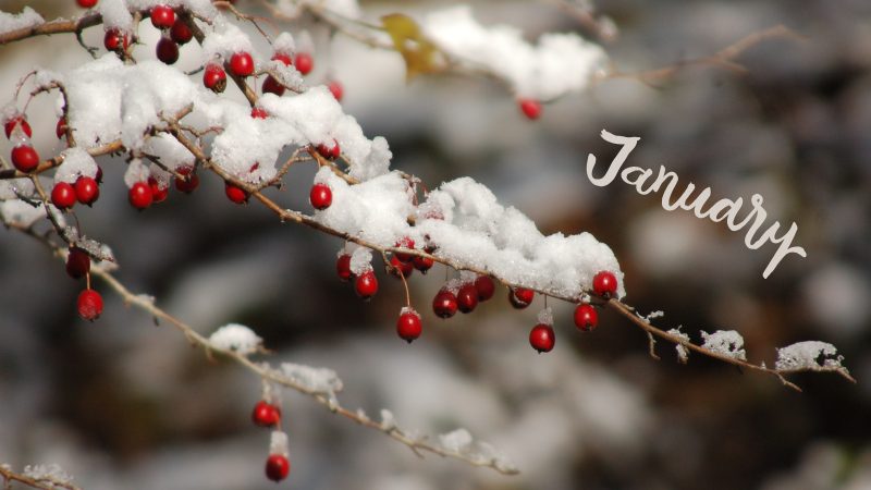 【東葛】2026年1月 冬のイベント・お祭りまとめ