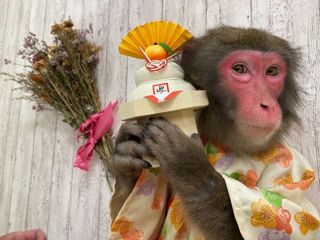 【高槻市】1月12日（月・祝）、安満遺跡公園で「日本伝統芸能 猿まわし」が開催！