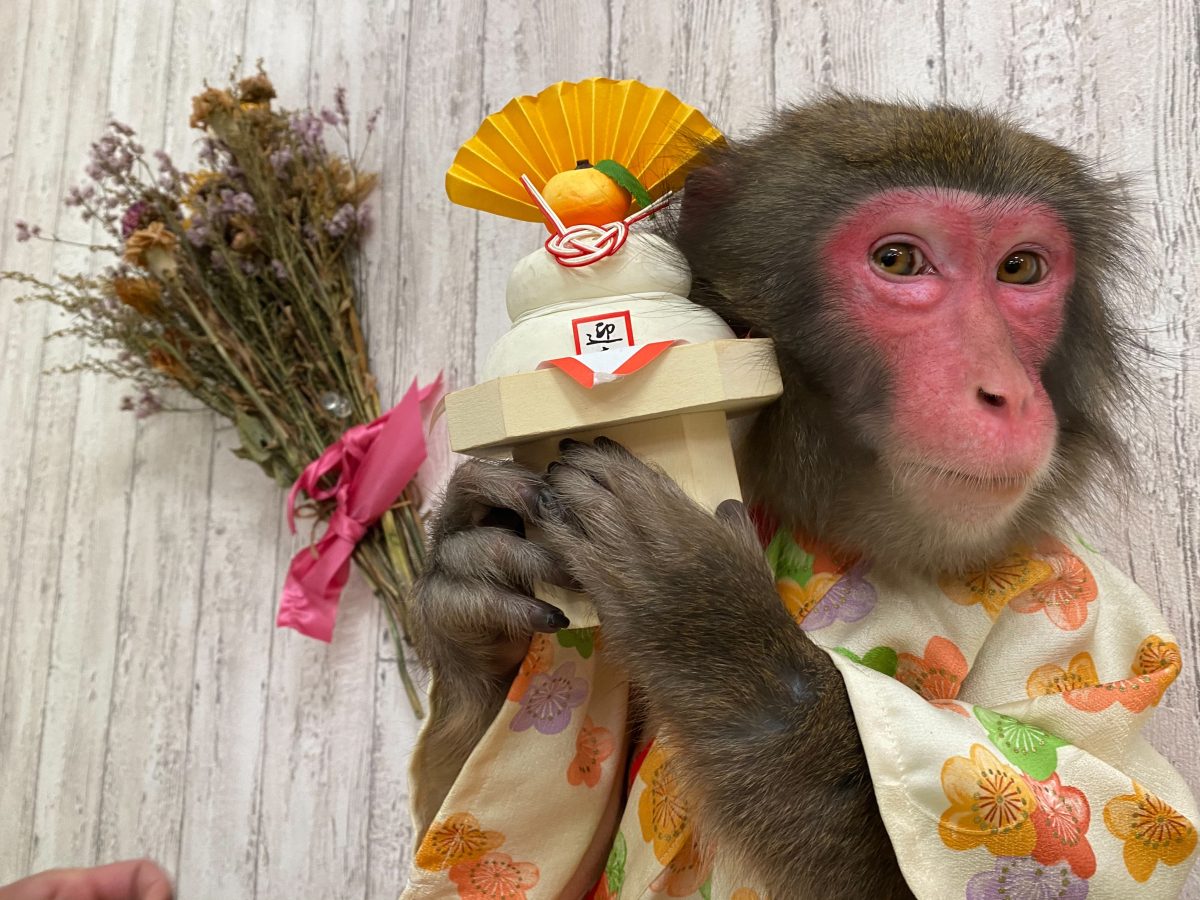 【高槻市】1月12日(月・祝)、安満遺跡公園で「日本伝統芸能 猿まわし」が開催!