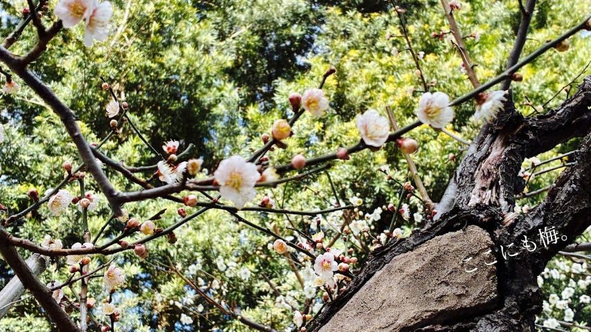 【茨木市】茨木神社の梅園へ！春のお参りやお守りといっしょに、かわいい梅を楽しもう