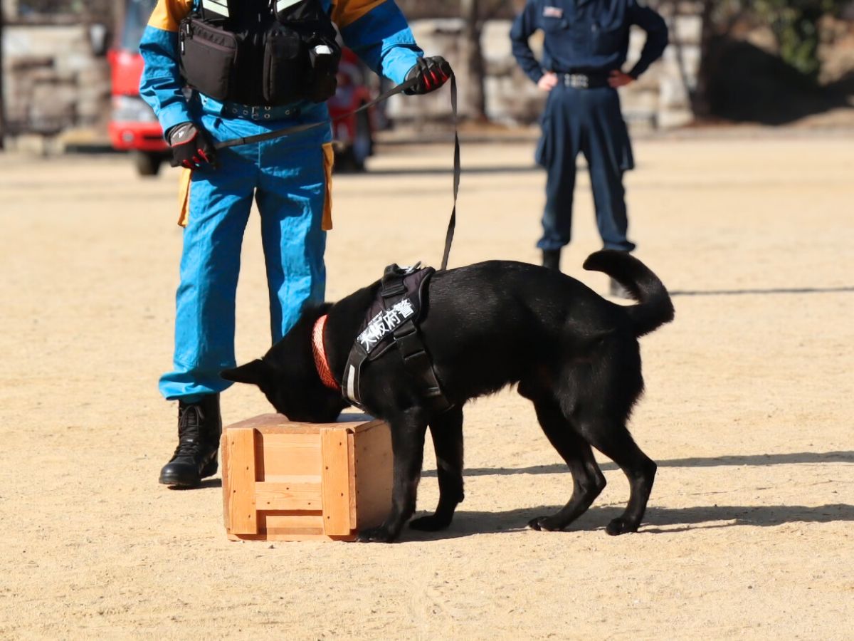 嗅いだ匂いを頼りに、同じ匂いの箱を探し当てる「臭気選別訓練」。
