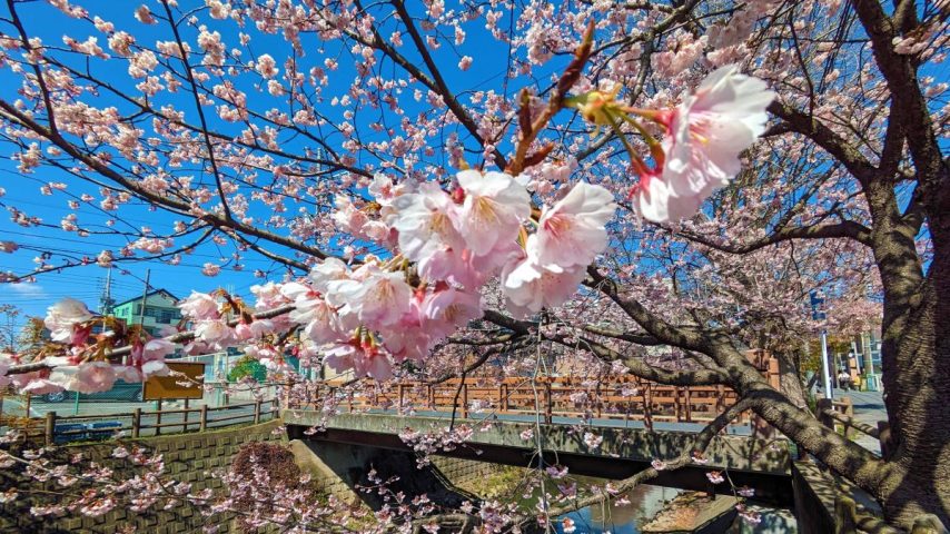 【松戸市】春を先取り！「第14回 松戸宿坂川河津桜まつり」3/7・8開催。矢切ねぎ販売やライトアップも！