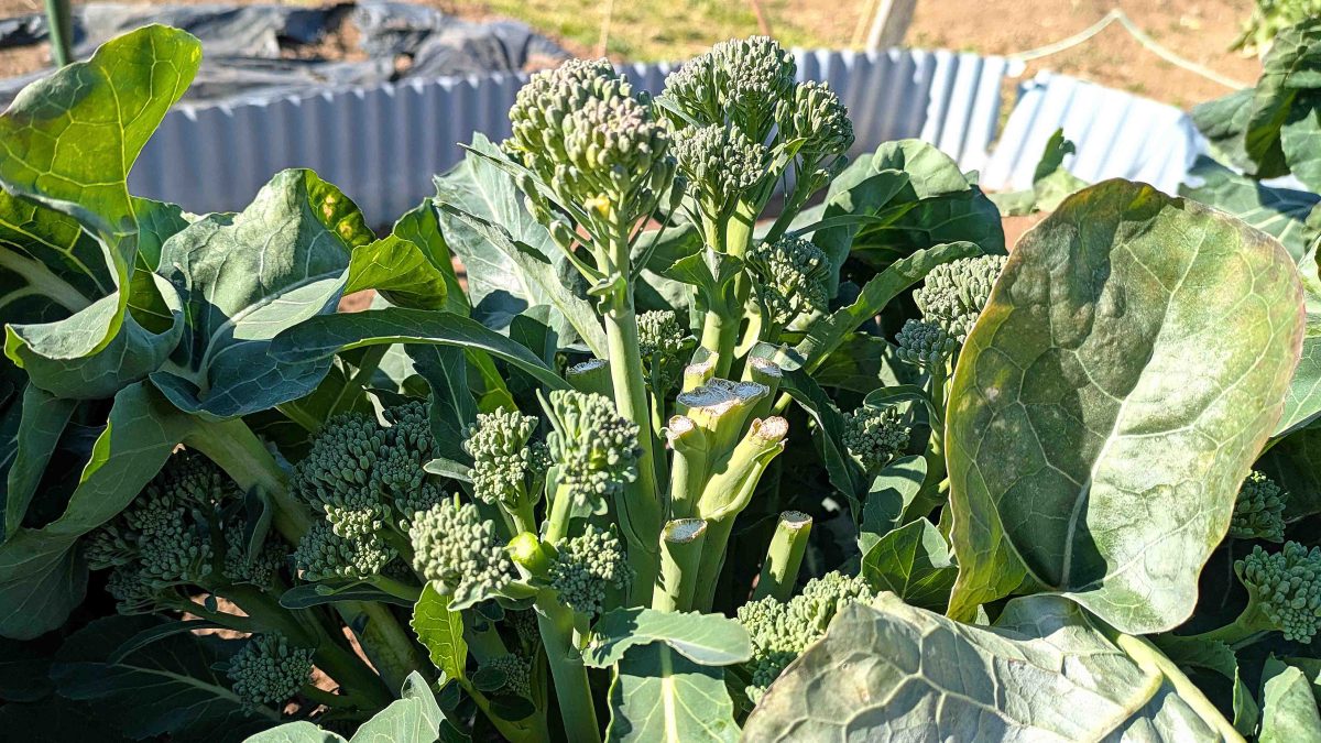 【柏市】冬の家庭菜園レポート~冬は収穫中心で楽?春播き・春植えの準備開始〜