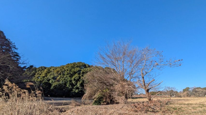 【流山市】寒空の下で野鳥観察！15種類の鳥に出会った「ふるまぎ観察会」参加レポ