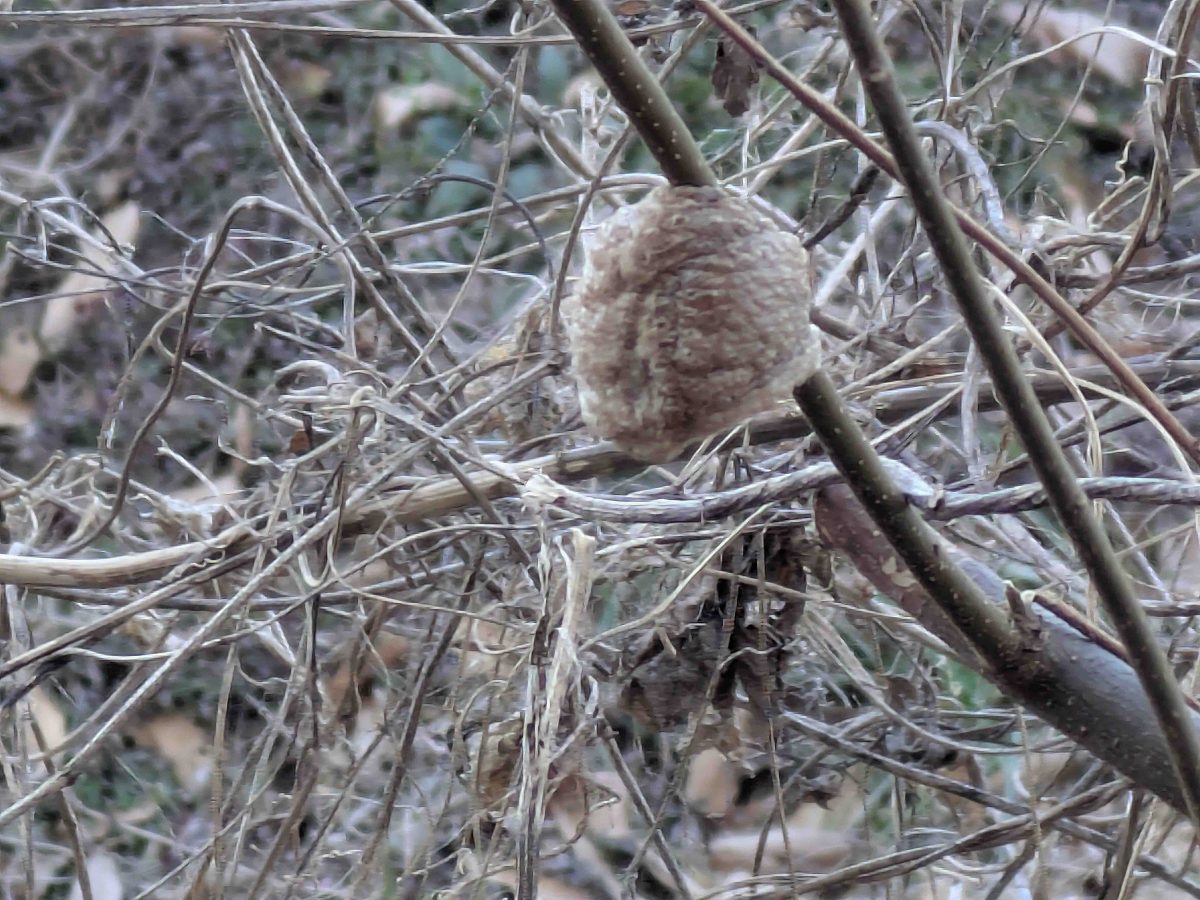 コースの途中で見かけたカマキリの卵