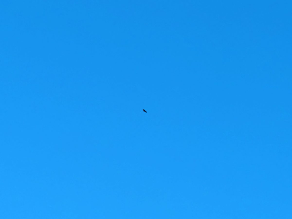 オオタカを撮ったんですが、ほとんどわかりませんね、、、