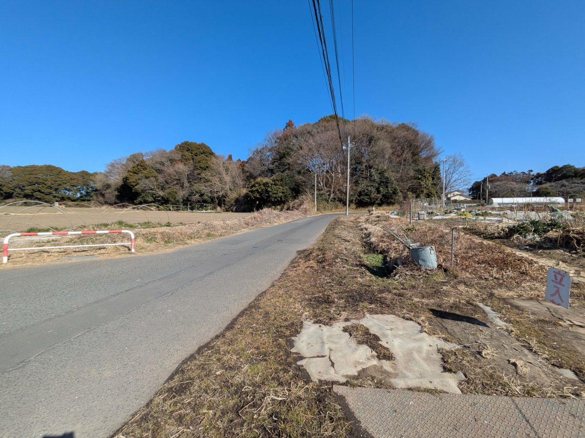 正面の森でメジロを発見!