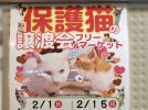 【我孫子市】2026年2月15日(日) 我孫子の猫たちに寄り添う「ねこ友会」の保護猫譲渡会＆フリーマーケット