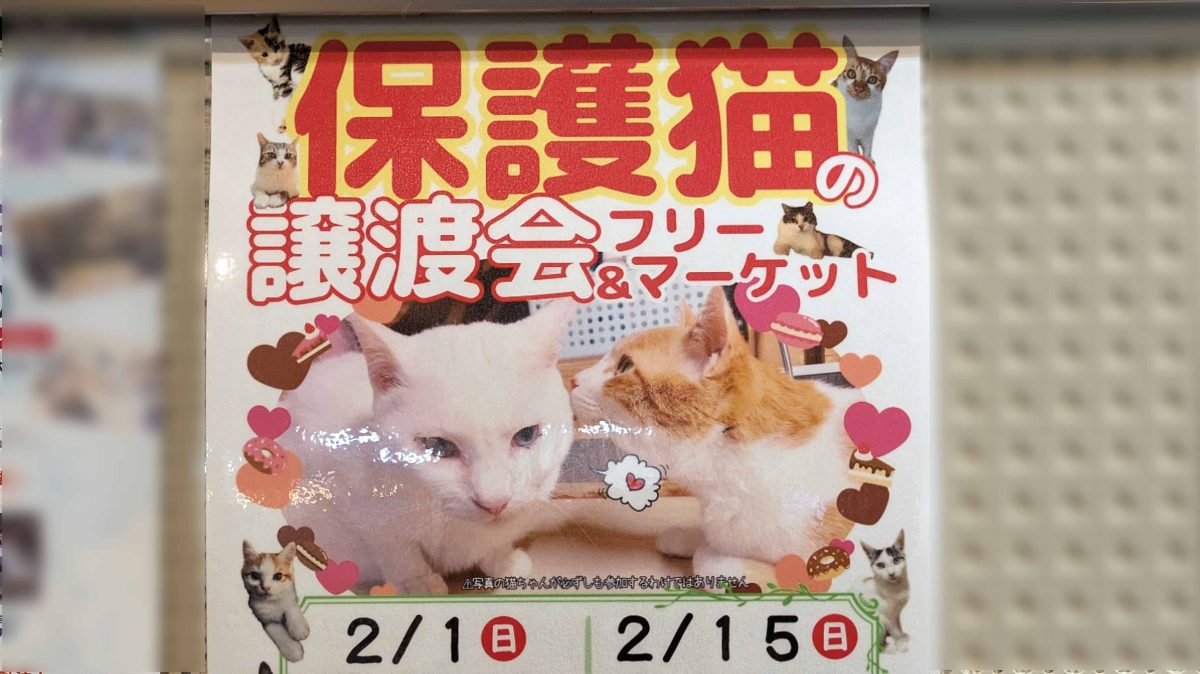 【我孫子市】2026年2月15日(日) 我孫子の猫たちに寄り添う「ねこ友会」の保護猫譲渡会＆フリーマーケット