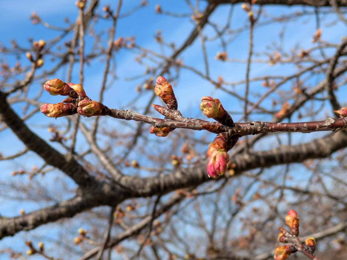 ヒドリ橋近くの河津桜。間もなく開花の予感。2026年2月14日撮影。