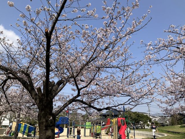 【茨木市】桜のお花見スポットとしても人気のある水尾公園の四季をご紹介