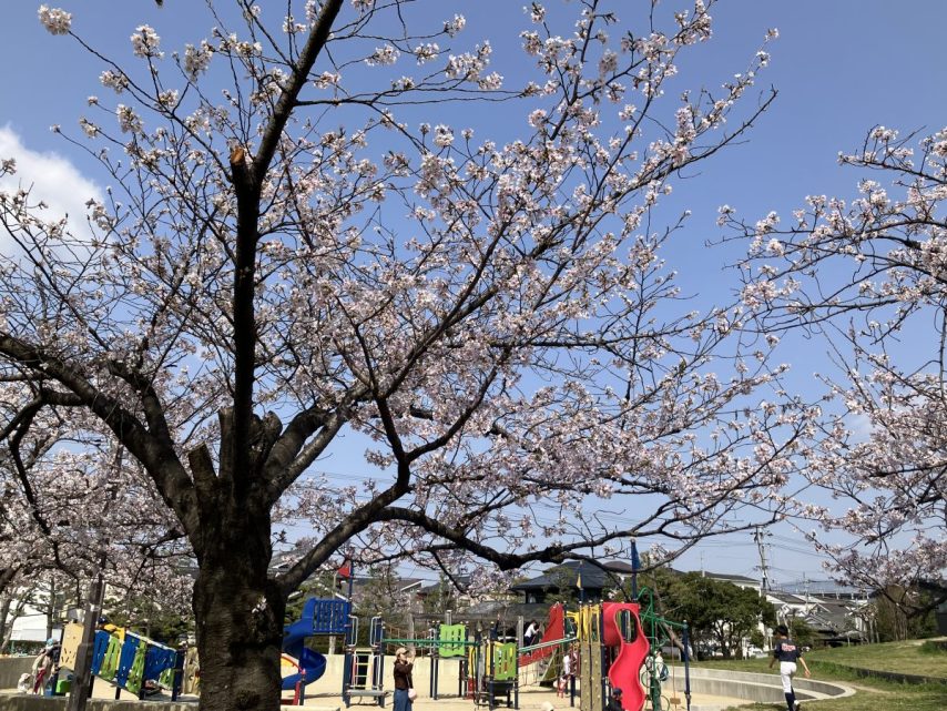 【茨木市】桜のお花見スポットとしても人気のある水尾公園の四季をご紹介