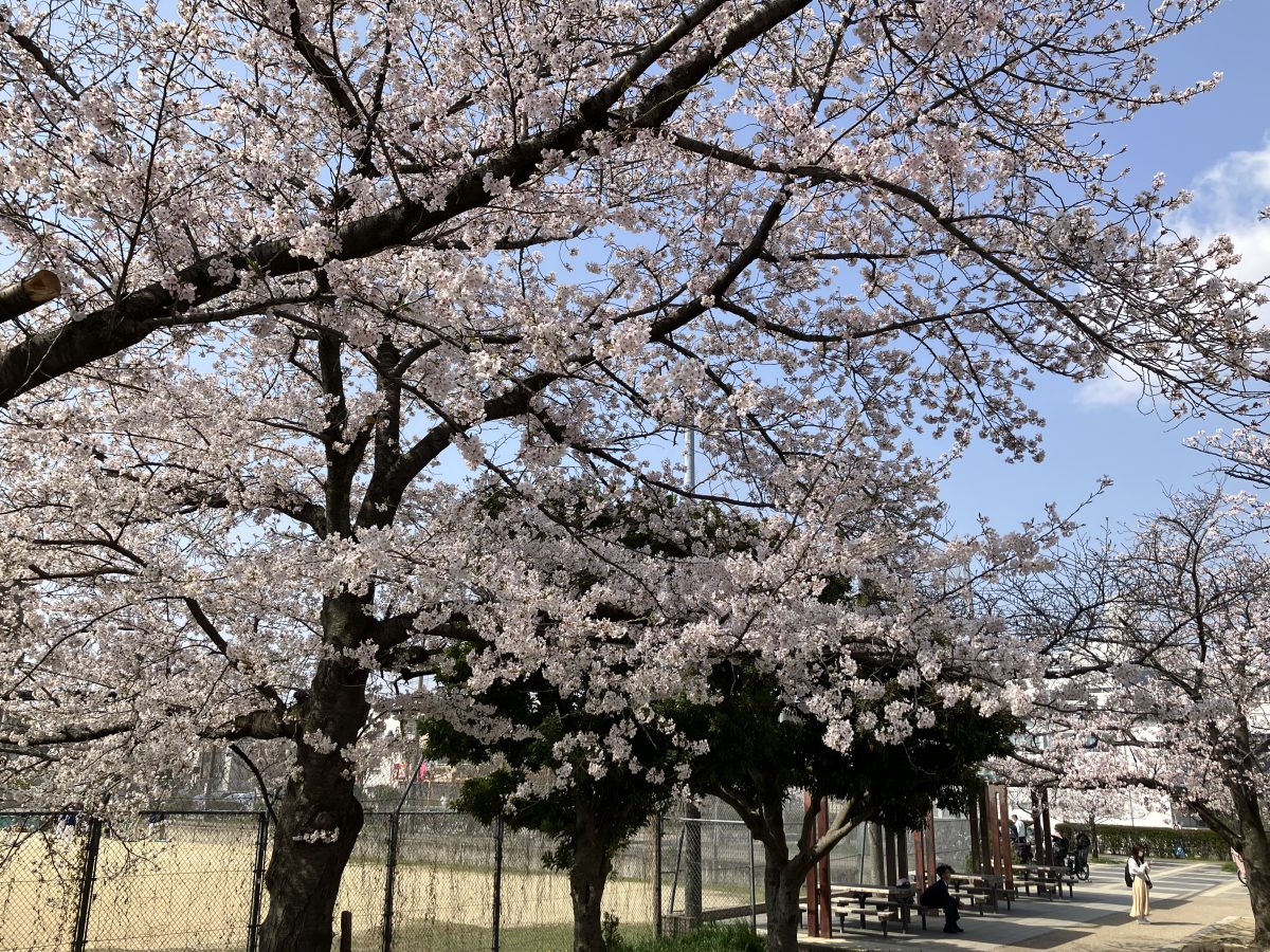 暖かい風に誘われて桜を見るとなんだかウキウキしませんか？この季節、桜の下をゆったり散策するのがおすすめです。
