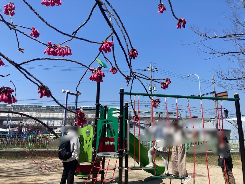 スタートした高浜橋近くの公園で、昨年3月に見た木。これは桜かな?