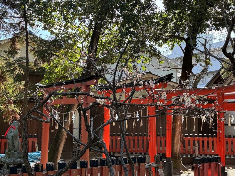 鳥居と梅、風情あり