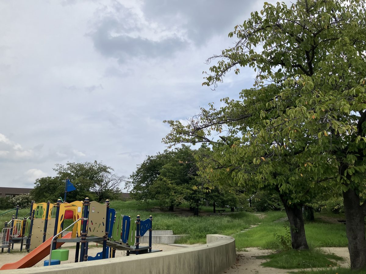 セミもにぎやかに鳴く夏は、桜の木々の間からの木漏れ日がちょっぴりまぶしいです。近年は暑さが厳しいので、散策する際には暑さ対策も忘れずに。