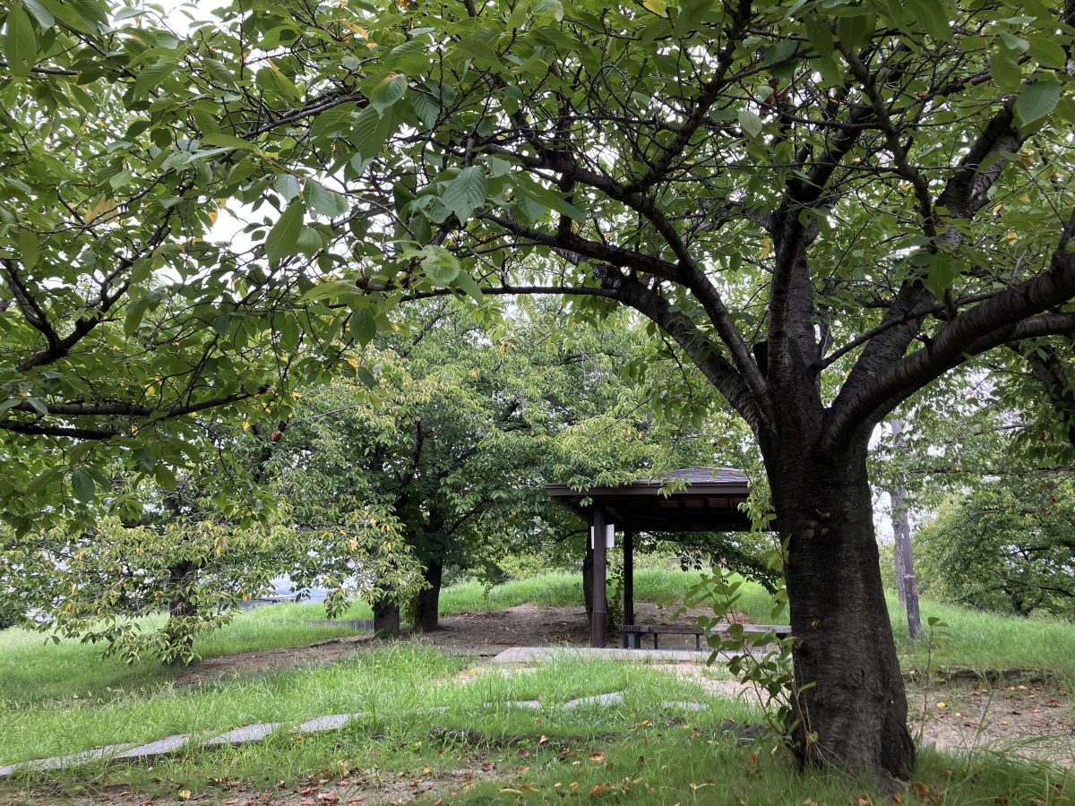 緑色に変わった桜の葉。