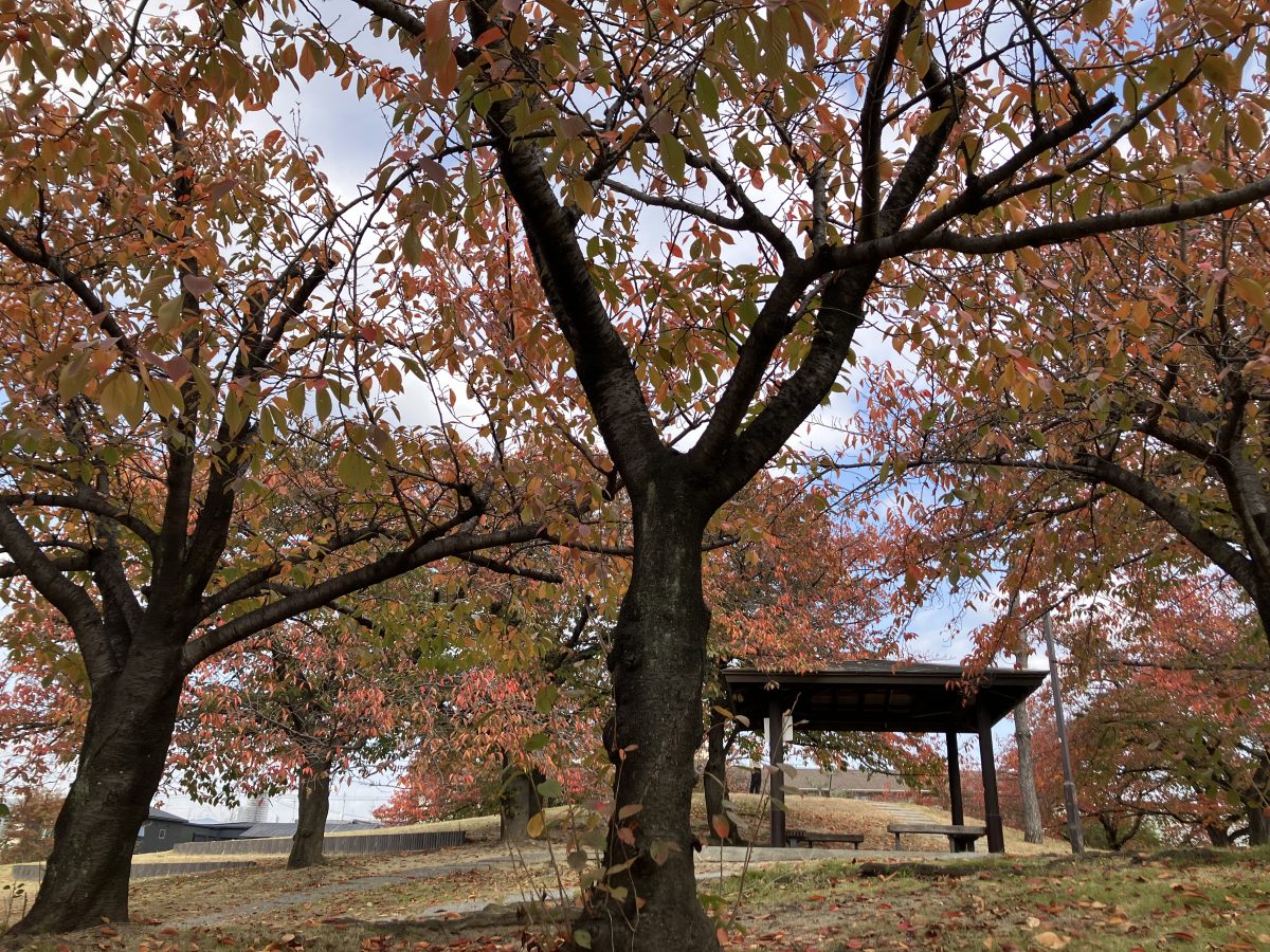 小高い丘には落ち葉もたくさんあります。サクッサクッと落ち葉を踏みしめながら紅葉を楽しめます。